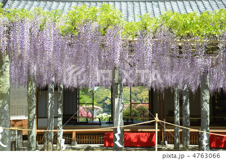 武蔵寺長者の藤  4763066