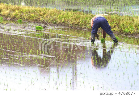 差し苗　田植え　苗の差し替え 4763077