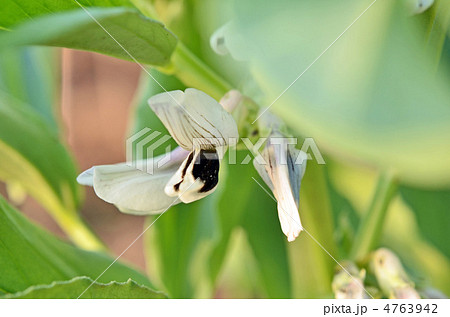 一寸そらまめ 4763942