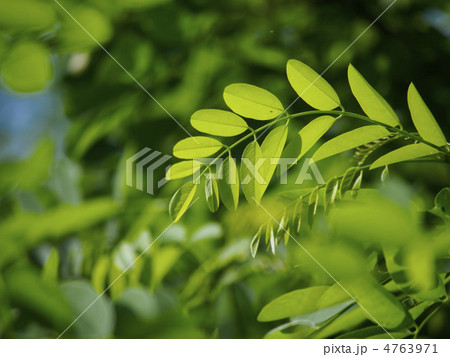 ジャケツイバラの新緑 4763971