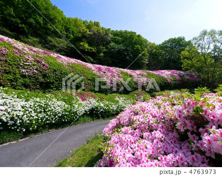 なるかわ園地のツツジ なるかわ園地のツツジ 4763973