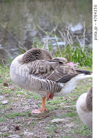 ガチョウ 4764350