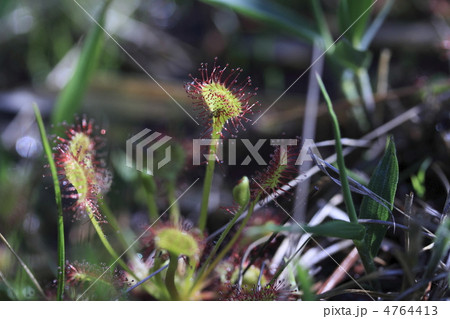 モウセンゴケ 4764413