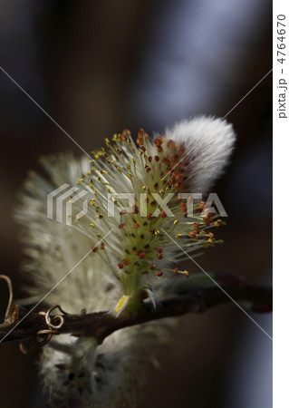 ネコヤナギ 4764670