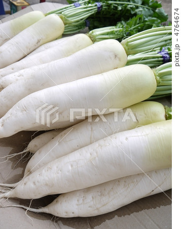 ごろごろシリーズ　大根 4764674
