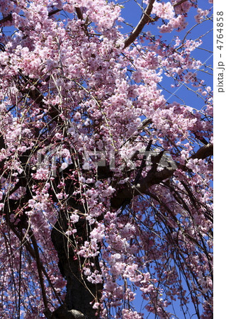 枝垂れ桜 枝垂れ桜 4764858