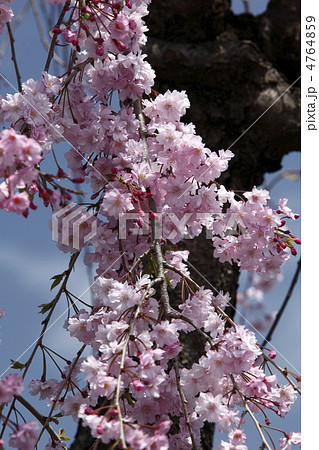 枝垂れ桜 枝垂れ桜 4764859