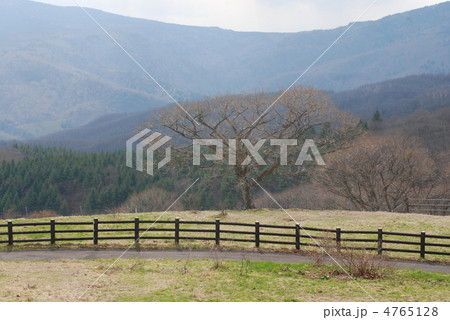 群馬県 嬬恋牧場の春 群馬県 嬬恋牧場の春 4765128