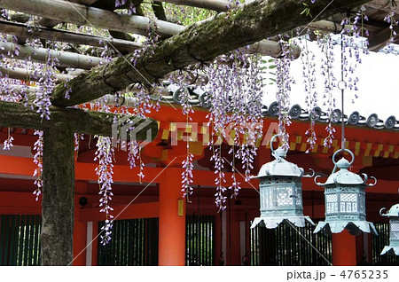 春日大社　砂ずりの藤 4765235