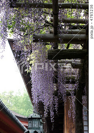 春日大社 砂ずりの藤 春日大社 砂ずりの藤 4765236