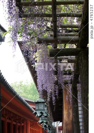 春日大社　砂ずりの藤 4765237