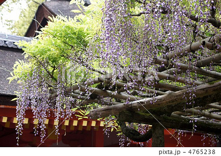 春日大社　砂ずりの藤 4765238