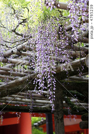 春日大社　砂ずりの藤 4765239