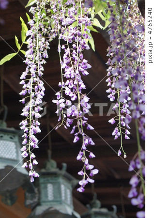 春日大社　砂ずりの藤 4765240