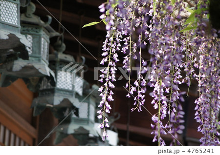 春日大社 砂ずりの藤 春日大社 砂ずりの藤 4765241