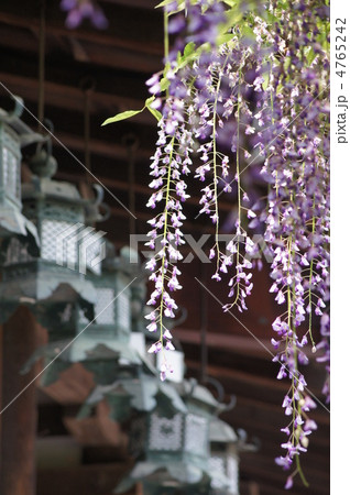 春日大社 砂ずりの藤 春日大社 砂ずりの藤 4765242