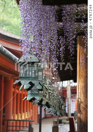 春日大社　砂ずり藤 4767244