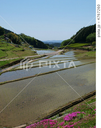 岐阜・上代田棚田（縦構図） 4767260