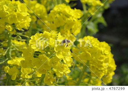 菜の花とミツバチ 4767299