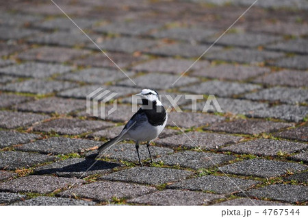 ハクセキレイ(白鶺鴒） 4767544