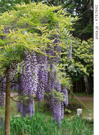 藤の花 藤の花 4767642