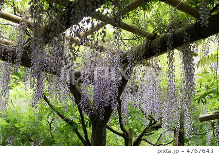 藤の花 4767643