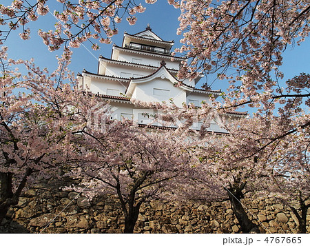 桜咲く鶴ヶ城 桜咲く鶴ヶ城 4767665