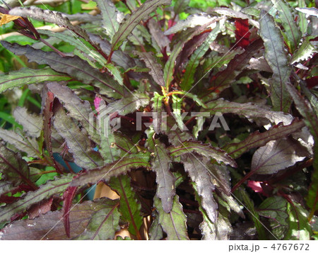 ヘミグラフィス・レパンダ 4767672