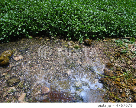 クレソンの田んぼ 4767679