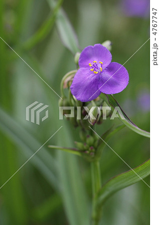 ムラサキツユクサ 4767747