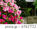古寺の初夏 4767772