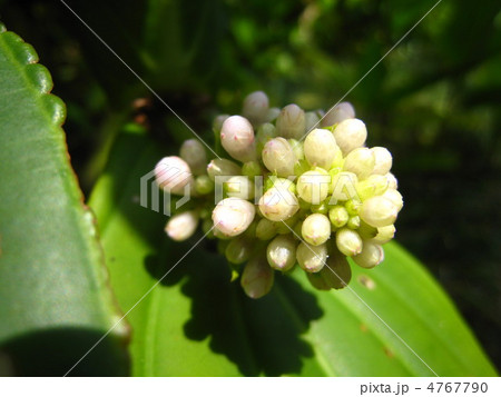 メディニラ・スペキオーサの蕾 メディニラ・スペキオーサの蕾 4767790