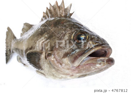 クロソイ（曹以） 4767812