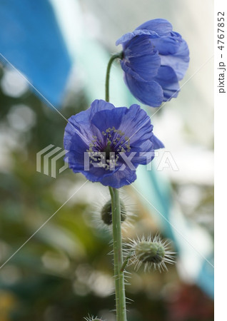 ヒマラヤの青いケシ 4767852