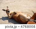 ぐうたらカンガルー 4768008