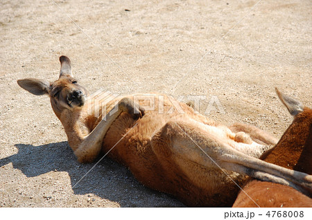 ぐうたらカンガルー 4768008