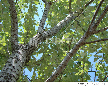 ウラジロハコヤナギ 4768034