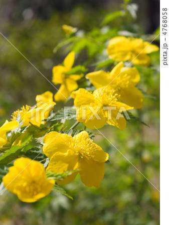 ヤマブキ 4768058