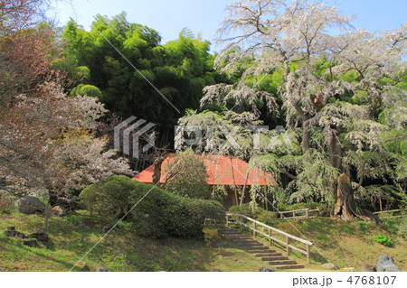 永泉寺のサクラ 4768107