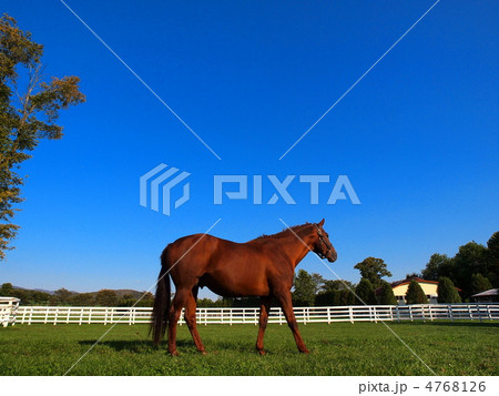 牧場の馬 4768126