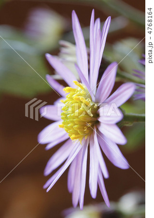 都忘れ　ミヤコワスレ 4768164