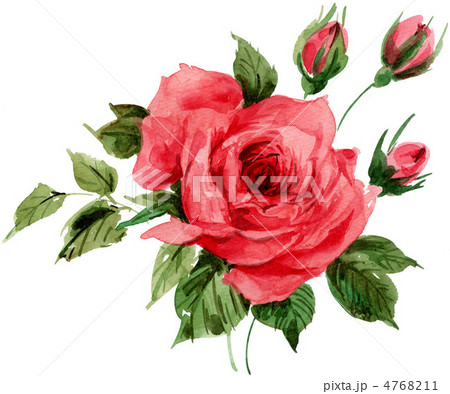 rose12517pix rose12517pix 4768211