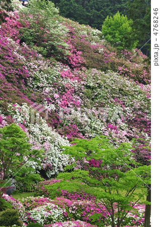 京都 三室戸寺 ツツジの庭園 京都 三室戸寺 ツツジの庭園 4768246