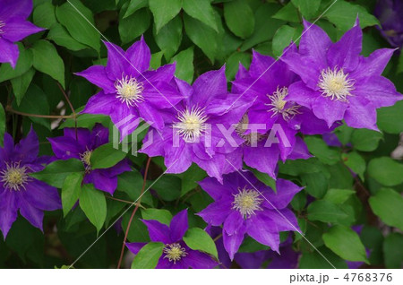 クレマチスＨＦヤング 4768376