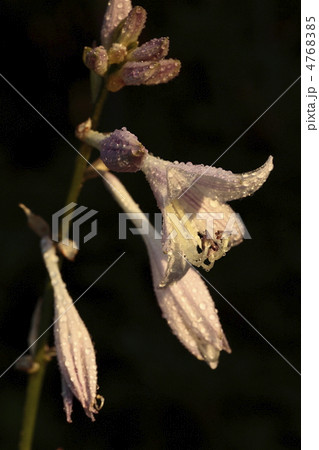 ギボウシ 4768385