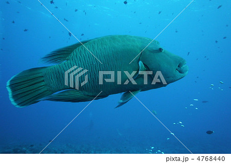 パラオのナポレオンフィッシュ 4768440