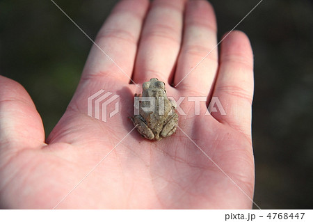 アマガエルと戯れるアマガエルと戯れる 4768447