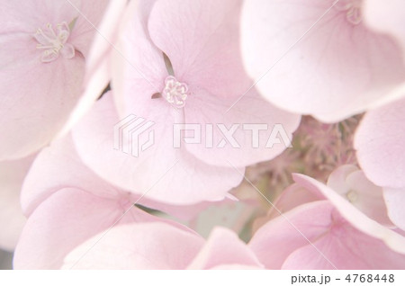 ハイドランジア 4768448