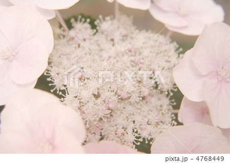 ハイドランジア 4768449