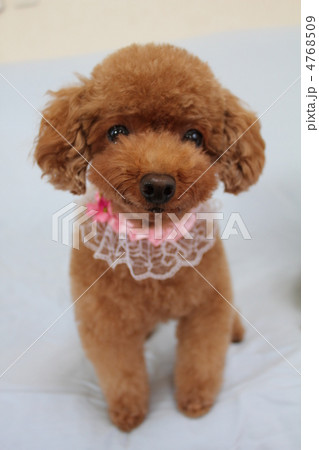 トイプードル 4768509